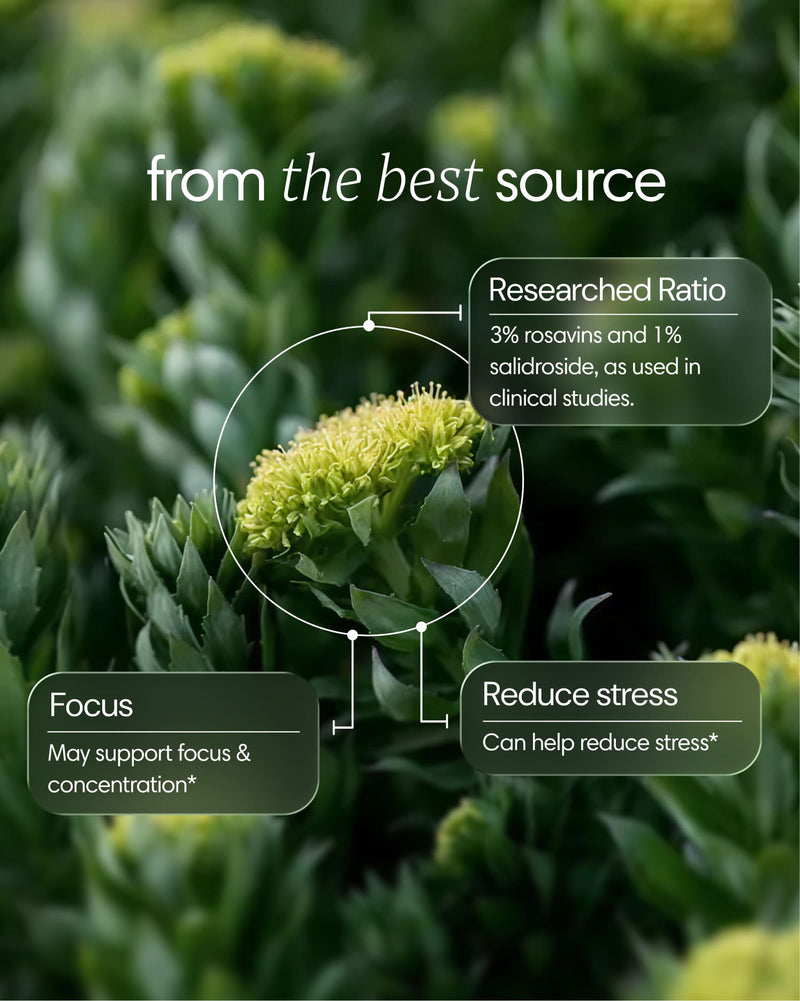 Clearly Rhodiola capsules supplement bottle with label showing Rhodiola root ingredient, emphasizing natural herbal stress support.